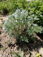 Fotografie img-20230530-132439_original.jpg