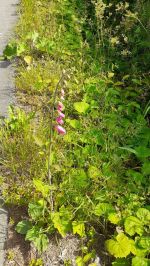 Fotografie 20230616-085415_original.jpg