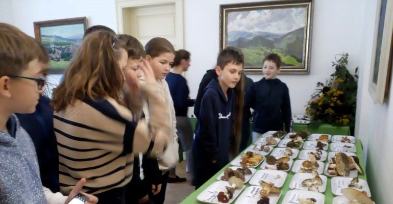 Není houba jako houba