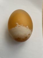 Fotografie img-2326_original.jpg