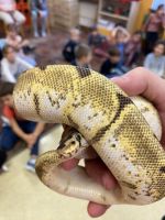 Fotografie img-6516_original.jpg