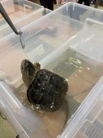 Fotografie img-6517_original.jpg